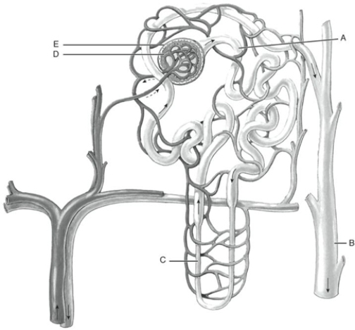 Fill in the correct labels for the following figure using the word bank below.    -D __________ A) Bowman's capsule B) Collecting duct C) Glomerulus D) Loop of Henle E) Proximal convoluted tubule