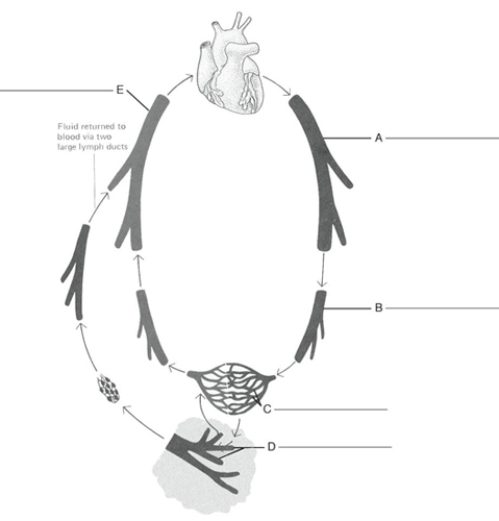 Fill in the correct labels for the following figure using the word bank below.    -E __________ A) Lymph capillaries B) Capillaries C) Artery D) Vein E) Arteriole