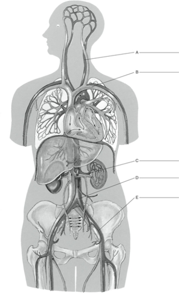 Fill in the correct labels for the following figure using the word bank below.    -D __________ A) Abdominal aorta B) Renal artery C) External iliac artery D) Left common carotid artery E) Left subclavian vein