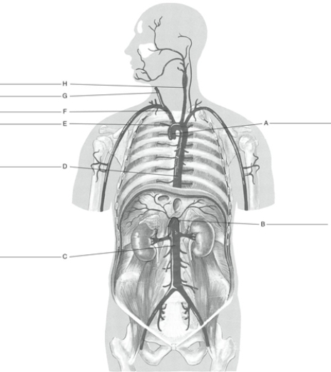 Fill in the correct labels for the following figure using the word bank below.    -B _________ A) Aortic arch B) Right common carotid C) Ascending aorta D) Brachiocephalic E) Abdominal aorta (part of descending aorta)  F) Left common carotid G) Celiac trunk H) Thoracic aorta