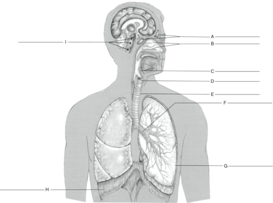Fill in the correct labels for the following figure using the word bank below.    -A __________ A) Trachea B) Diaphragm C) Larynx D) Sinuses E) Respiratory centers F) Nasal conchae G) Left lung H) Epiglottis I) Primary bronchus