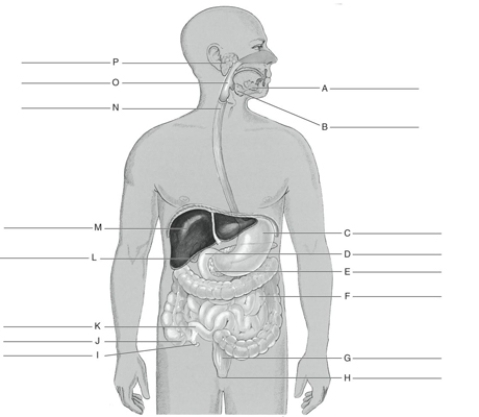 Fill in the correct labels for the following figure using the word bank below.    -F _________ A) Jejunum B) Gallbladder C) Pharynx D) Submandibular gland E) Vermiform appendix F) Sublingual gland G) Esophagus H) Rectum I) Parotid gland J) Anus K) Duodenum L) Ileum M) Pancreas N) Cecum O) Liver P) Stomach