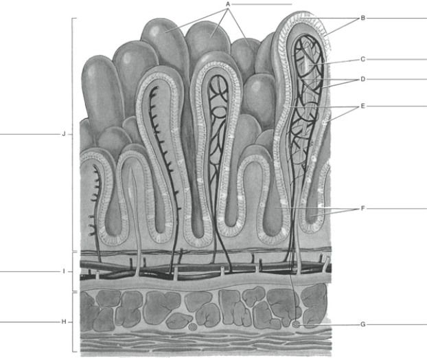 Fill in the correct labels for the following figure using the word bank below.    -E __________ A) Goblet cells B) Muscle layer C) Mucosa D) Nerve E) Epithelial cells (lining villus)  F) Submucosa G) Lacteal (lymph vessel)  H) Capillary network I) Villi J) Intestinal glands