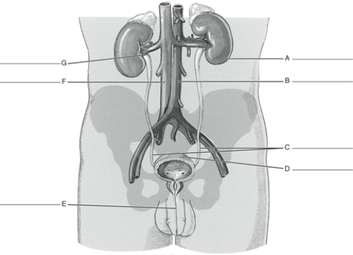 MATCHING Fill in the correct labels for the following figure using the word bank below. a.Inferior vena cava b.Right and left ureters c.Renal pelvis d.Left kidney e.Urinary bladder f.Abdominal aorta g.Urethra D __________