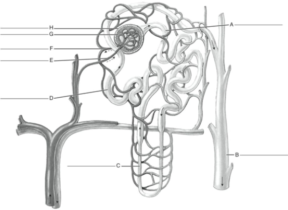 Fill in the correct labels for the following figure using the word bank below.    -H __________ A) Afferent arteriole B) Glomerulus C) Bowman's capsule D) Proximal convoluted tubule E) Loop of Henle F) Collecting duct G) Distal convoluted tubule H) Efferent arteriole