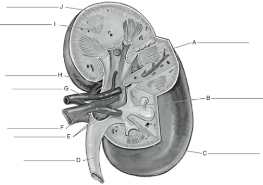 Fill in the correct labels for the following figure using the word bank below. a.Renal vein b.Medulla c.Renal pelvis d.Papillae. Renal hilus f.Major calyx g.Ureter h.Cortex i.Renal capsule j.Renal artery B __________