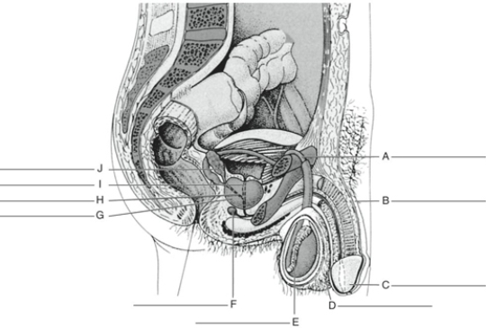 Fill in the correct labels for the following figure using the word bank below.    -A __________ A) Bulbourethral gland B) Urethra C) Epididymis D) Vas deferens E) Ejaculatory duct F) Glans penis G) Seminal vesicle H) Penis I) Scrotum J) Prostate gland
