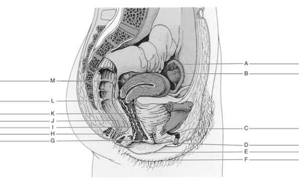 Fill in the correct labels for the following figure using the word bank below.    -H __________ A) Labia majora B) Bladder C) Vaginal opening D) Uterine (fallopian)  tube E) Rectum F) Cervix of uterus G) Clitoris H) Vagina I) Body of uterus J) Ovary K) Urethral opening L) Labia minora M) Anus