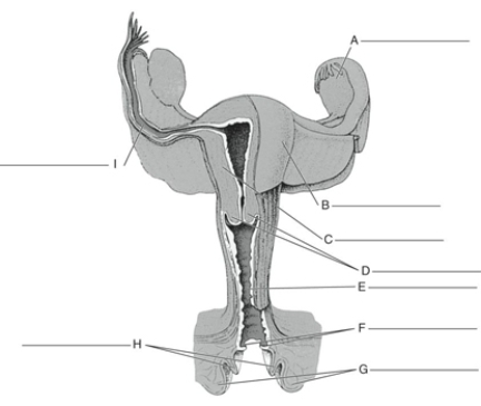 Fill in the correct labels for the following figure using the word bank below.    -B __________ A) Hymen B) Labia minora C) Muscular wall of uterus D) Uterine (fallopian)  tube E) Body of uterus F) Vagina G) Labia majora H) Cervix I) Ovary