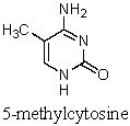 The action of nitrous acid on 5-methylcytosine produces which nitrogen base?   A)  Adenine B)  Guanine C)  Cytosine D)  Thymine E)  Uracil