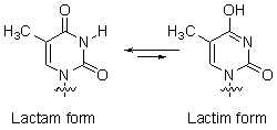 2'-Deoxythymine exist in the lactam form rather than in the tautomeric lactim form.Explain.  