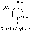 <strong>The action of nitrous acid (HNO<sub>2</sub>)on 5-methylcytosine produces which nitrogen base? </strong> A)Adenine B)Guanine C)Cytosine D)Thymine E)Uracil