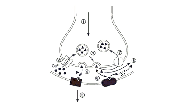   Figure 8.1 -In Figure 8.1, if the presynaptic neuron is cholinergic, what is the structure in Step 6? A) dopa decarboxylase B) catechol- O- methyltransferase C) monoamine oxidase D) choline acetyl transferase E) acetylcholinesterase