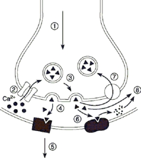   -Identify the structure on the postsynaptic membrane that bind with the neurotransmitter in Step 4 of Figure 8.1, and indicate its function. A)  a receptor that can stimulate a cellular response by gating its ion channel or stimulating a G protein to gate an ion channel B)  an enzyme used to remove neurotransmitter from the synaptic cleft C)  endocytotic vesicle storing neurotransmitter D)  a voltage -gated calcium channel for reuptake of Ca<sup>2</sup><sup>+</sup> E)  transporter for the reuptake of released neurotransmitter