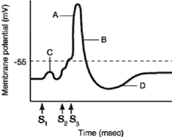   -In Figure 7.1, if the direction of event  C  was reversed (hyperpolarization) , how would this affect the ability of the postsynaptic membrane to generate an action potential? A)  Hyperpolarization will reduce the likelihood that an action potential will be generated. B)  Hyperpolarization will increase the likelihood that an action potential will be generated. C)  Hyperpolarization only occur in graded potentials. D)  Hyperpolarization only cause refractory periods. E)  Hyperpolarization will cause an equilibrium potential to be reached between the intracellular fluid and the extracellular fluid.
