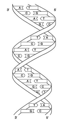 <strong> Which of the following nucleotide sequences accurately reflects the mRNA that would be produced from the double -stranded DNA shown in Figure 2.1?</strong> A) 3'TGTCTCACTGTCTTG5' B) 3'ACAGAGUGACAGAAC5' C) 3'GTTCTGTCACTCTGT5' D) 5'UGUCUCACUGUCUUG3' E) 5'ACAGAGTGACAGAAC3'