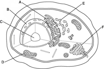   -Identify the organelle referred to as  A  in Figure 2.4 and select the function of that organelle. A)  mitochondria-production of cellular energy in the form of ATP B)  nucleolus-site within the nucleus for the synthesis of rRNA C)  nucleus-contains the cell's DNA D)  rough endoplasmic reticulum-synthesis of proteins to be packaged into vesicles E)  smooth endoplasmic reticulum-site of lipid synthesis and storage of calcium