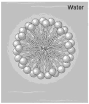   -In Figure 2.5, what is this structure and what type of molecule makes up its composition? A)  desmosome, composed of cadherins B)  sperm, composed of haploid DNA and microtubules C)  cilia, composed of microtubules and dynein D)  micelle, composed of phospholipids. E)  peroxisome, composed of peroxidase enzymes and fatty acids