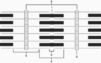   -What is the structure indicated by the number 5 in Figure 12.1 and what its functional significance? A)  A band : length of myosin attached to an M line B)  Z line : anchors the thin filaments together C)  M line : where the tails of the myosin molecules are bound to one another D)  sarcomere : the functional unit of muscle contraction whose length is changed as a muscle shortens and lengthens E)  H zone : area of myosin not overlapped by actin