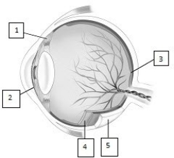   -In Figure 10.1, what are the structures, in order from 1 to 5? A)  zonular fibers, suspensory ligament, fovea, retina, sclera B)  radial muscle, pupil, macula, choroid, sclera C)  ciliary body, iris, fovea, retina, sclera D)  suspensory ligament, aqueous humor, macula, lutea, cornea E)  ciliary muscles, cornea, optic disc, choroid, sclera
