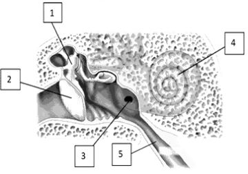   -In Figure 10.2, what are the structures, in order from 1 to 5? A)  malleus, basilar membrane, round window, ampulla, helicotrema B)  malleus, tympanic membrane, round window, cochlea, eustachian tube C)  incus, round window, oval window, cochlea, external acoustic meatus D)  tympanic membrane, malleus, oval window, semicircular canal, eustachian tube E)  incus, tectorial membrane, oval window, saccule, helicotrema