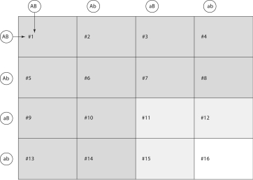 Examine the following figure, and answer questions 55-60.Purple flower (A)  is dominant over white flower (a) , and tall stem (B)  is dominant over short stem (b) .The Punnett square represents a cross between two dihybrids (AaBb x AaBb) .    -What woulbthgenotypof plant #2? A) AaBb B) AABb C) AaBB D) AABB E) aaBB