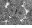       -Thnuclear membranre-forms during A) prophase. B) telophase. C) interphase. D) anaphase. E) metaphase.