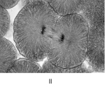       -Thnuclear membranre-forms during A) prophase. B) telophase. C) interphase. D) anaphase. E) metaphase.