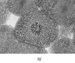       -Which of thfollowing statements is INCORRECT? A) One diploid parent cell produces two diploid daughter cells. B) Genes and chromosomes are duplicated during prophase. C) There are a specific number of chromosomes for each species. D) New nuclei are formed during telophase. E) Cytoplasmic division is the final act in cell division.