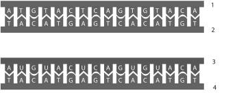 Examine the following figure and answer questions     -Stran# 2 represents A) the coding DNA strand. B) the transcript. C) the non-coding DNA strand. D) the transferred strand. E) any of these.
