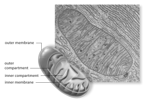 Examinthfollowing micrograph.This micrograph represents which of thcellular organelles?   A) mitochondrion B) vesicle C) nucleus D) endoplasmic reticulum E) chloroplast