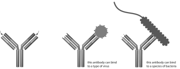   -Identify thsitindicateby tharrow in thdiagram. A) complement binding site of an antibody B) antigen binding site of an antibody C) MHC binding site of an antigen D) complement binding site of T cell receptor E) MHC binding site of a T cell receptor