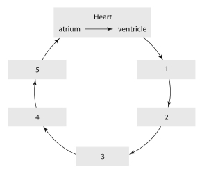   -Using thflow chart, starting with thheart angoing in order 1-5, which is thcorrect order of blooflow? A) capillaries, venules, veins, arteries, arterioles B) arterioles, arteries, venules, veins, capillaries C) arteries, arterioles, capillaries, venules, veins D) veins, venules, capillaries, arterioles, arteries E) arteries, veins, arterioles, capillaries, venules
