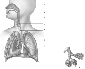 Use the above diagram to answer questions     -When you swallow, th__________ covers thentrancto thlarynx.This structuris identifieanlabeleas letter __________ in thabovdiagram. A) epiglottis; E B) pharynx; B C) glottis; C D) epiglottis; C E) trachea; E