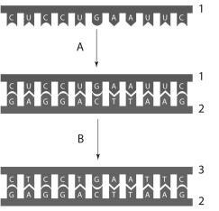 Examine the following figure and answer questions     -In thfigurshown, #2 represents a __________ molecule. A) nucleotide B) complementary DNA C) messenger RNA D) restriction DNA E) amino acid