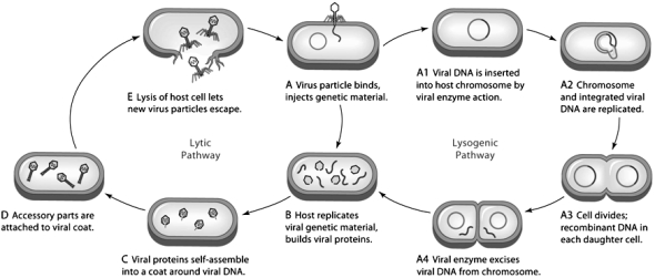    Examine the figure above and answer the following question(s) . -In figure  A ,what is being injected into the host cell? A)  enzymes B)  the protein coat C)  nucleic acids D)  ribosomes E)  more than one of these
