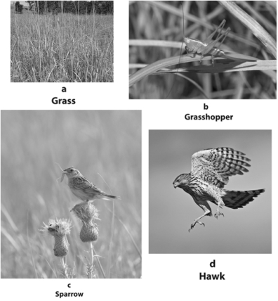 MATCHING The figure below refers to a food chain in a tallgrass prairie.Examine it and answer the questions by matching each letter with the number with which it best corresponds.    -third-level consumer