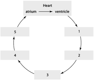 Using the flow chart,starting with the heart and going in order 1-5,which is the correct order of blood flow?   A)  capillaries, venules, veins, arteries, arterioles B)  arterioles, arteries, venules, veins, capillaries C)  arteries, arterioles, capillaries, venules, veins D)  veins, venules, capillaries, arterioles, arteries E)  arteries, veins, arterioles, capillaries, venules