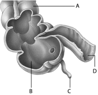    Use the above picture to answer the following question(s) . -Referring to the above diagram,what structure is labeled  C ? A)  the appendix B)  the cecum C)  a polyp D)  a portion of the small intestine E)  the colon
