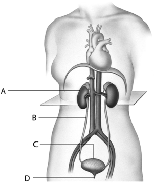    Use the above figure to answer the following question(s) . -The urinary bladder,identified as ____ in the above diagram,is separated from the ____ by a sphincter. A)  A; ureter B)  C; ureter C)  A; urethra D)  C; urethra E)  none of these letters; urethra