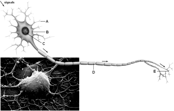    Use the above figure to answer the following question(s) . -What is depicted in the above diagram? A)  a sensory neuron B)  an interneuron C)  a motor neuron D)  a neuroglial cell E)  none of these