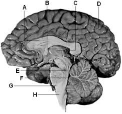    Use the above figure to answer the following question(s) . -Referring to the above diagram of the brain,H identifies which region? A)  corpus callosum B)  hypothalamus C)  cerebrum D)  midbrain E)  medulla oblongata