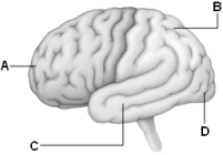    Use the above figure to answer the following question(s) . -Referring to the above diagram of the brain,D identifies which lobe of the cerebrum? A)  frontal lobe B)  parietal lobe C)  occipital lobe D)  temporal lobe E)  primary motor cortex