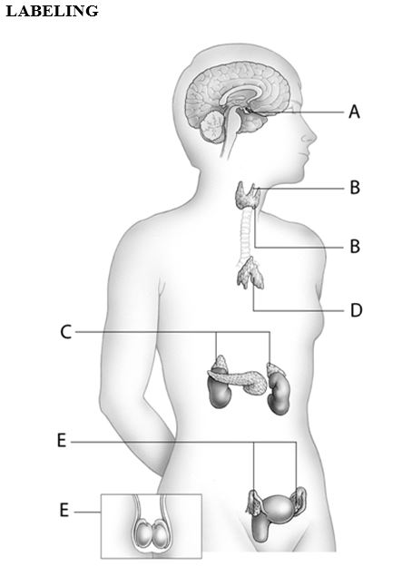   -Calcitonin is produced at letter _____.