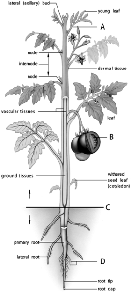   -The seeds are located inside the structure at letter _____.