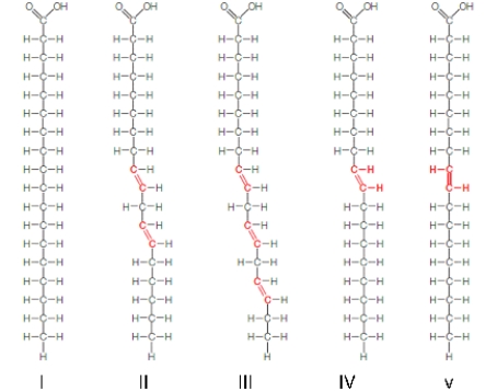 <strong> In the figure above,which fatty acids are most likely to be solid at room temperature?</strong> A)I B)II, III and IV C)II, III, IV and V D)I and IV E)I and V