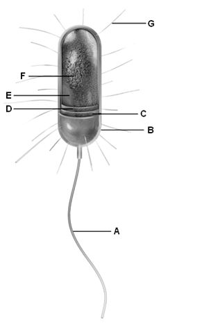 Examine the following figure.Match each letter of the figure with the appropriate cell structure. a.A b.B c.C d.D e.E f.F g.G capsule