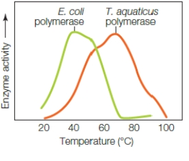     The graph above shows the temperature profile for T.aquaticus polymerase,an enzyme used by a species of bacteria that lives in hot springs.What does the boxed region indicate? A) The enzyme activity increases as substrates increase their kinetic energy. B) The enzyme activity decreases as substrates increase their kinetic energy. C) The enzyme activity increases as the enzyme denatures. D) The enzyme activity decreases as the enzyme denatures. E) The enzyme activity decreases as the enzyme refolds.