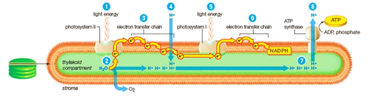 During the light-dependent reactions in the thylakoid membrane, light energy is converted to ATP.Match the specified labels in the diagram with their corresponding functions   -Which process is indicated by label 2? A) final acceptor of electrons B) transfer of electrons between molecules C) release of electrons into the photosystem D) active transport of hydrogen ions to establish gradient E) passive transport of hydrogen ions down a gradient F) enzymatic phosphorylation G) replacement of electrons by hydrolysis