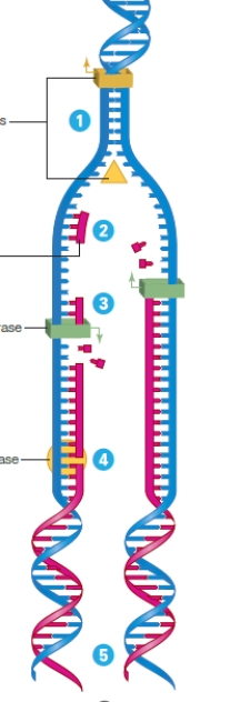 Using the diagram, indicate the molecule that functions at each step in DNA replication   -DNA polymerase A) 1 B) 2 C) 3 D) 4